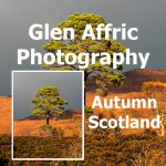 Scenic view of Glen Afric in autumn, featuring a colourful lone Scots Pine treet and a tranquil atmosphere in the Scottish Highlands.