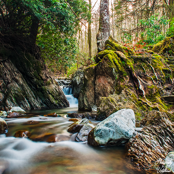 A tranquil stream meandering through a dense forest, with rich greenery and natural light enhancing the scene.