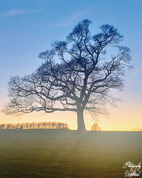 A solitary tree stands prominently in the center of a vast green field under a clear blue sky.