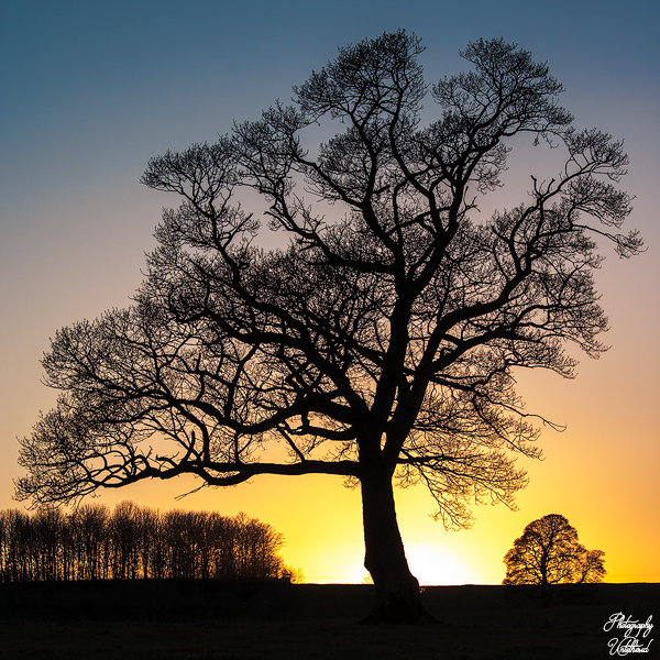 Silhouette of a large, bare tree against a vibrant sunset backdrop, with orange and blue hues. A row of smaller trees lines the horizon, creating a serene atmosphere. When love ends art begins.