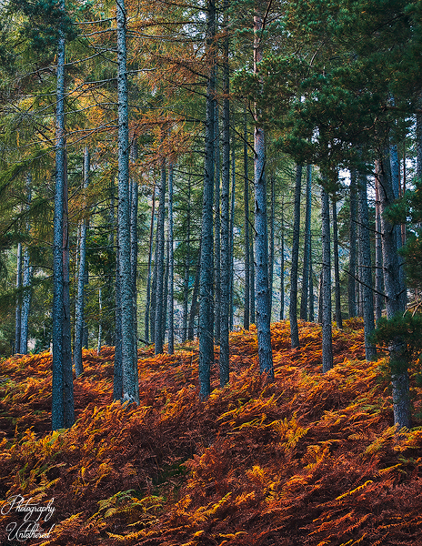 Tall pine trees rise from a forest floor blanketed with vibrant, rust-colored ferns. The scene conveys a serene, autumnal atmosphere. Borrowdale Woodland Lake District. Photography Untethered.