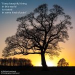 Silhouette of a large, bare tree against a vibrant sunset backdrop, with orange and blue hues. A row of smaller trees lines the horizon, creating a serene atmosphere. When love ends art begins. LifeStyle Untethered